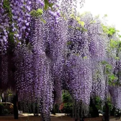 Discount 20 frön Balkong Wisteria Frö Gräsmatta Plant Frö Trädgård Wisteria Frö för utomhusgård Blå Frø