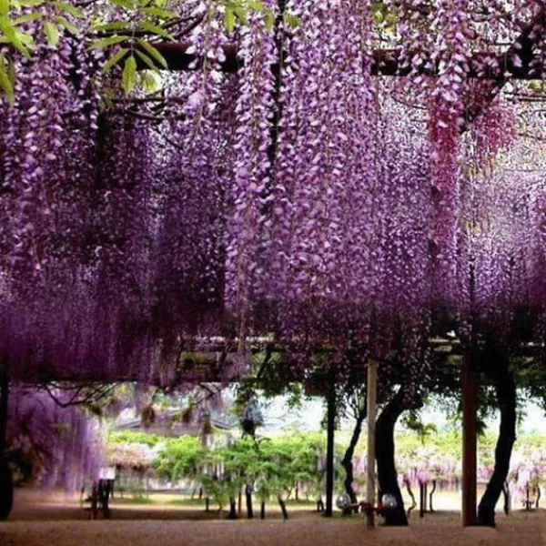 Discount 20 frön Balkong Wisteria Frö Gräsmatta Plant Frö Trädgård Wisteria Frö för utomhusgård Blå Frø