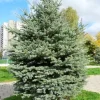 Træ^20 frön Bonsai Blå gran Plantering frön Landskapsplanering Trädgård Attraktivt krukväxt trädfrö