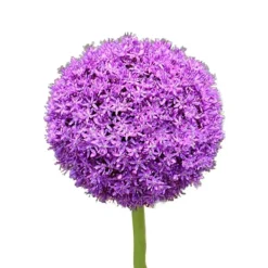 Frø^100 frön/förpackning Lila Gian Blommor Frö Trädgård gräsmatta Allium Giganteum Frö för utomhusbalkong