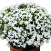 Online 200 frön/pack Färgglada rosfrön Bonsai i krukväxt Hög överlevnadsgrad för trädgårdsdekoration på balkongen Frø