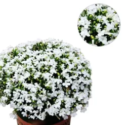 Online 200 frön/pack Färgglada rosfrön Bonsai i krukväxt Hög överlevnadsgrad för trädgårdsdekoration på balkongen Frø