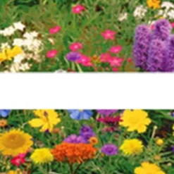 Online 200 frön/pack Färgglada rosfrön Bonsai i krukväxt Hög överlevnadsgrad för trädgårdsdekoration på balkongen Frø