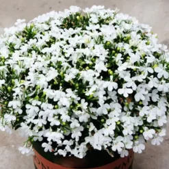 Online 200 frön/pack Färgglada rosfrön Bonsai i krukväxt Hög överlevnadsgrad för trädgårdsdekoration på balkongen Frø