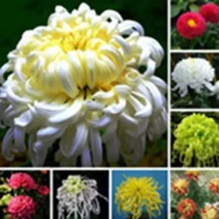Online 200 frön/pack Färgglada rosfrön Bonsai i krukväxt Hög överlevnadsgrad för trädgårdsdekoration på balkongen Frø