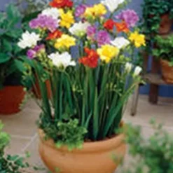 Online 200 frön/pack Färgglada rosfrön Bonsai i krukväxt Hög överlevnadsgrad för trädgårdsdekoration på balkongen Frø