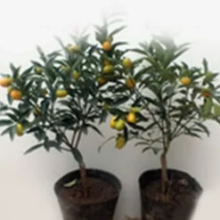 Online 200 frön/pack Färgglada rosfrön Bonsai i krukväxt Hög överlevnadsgrad för trädgårdsdekoration på balkongen Frø