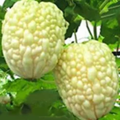 Online 200 frön/pack Färgglada rosfrön Bonsai i krukväxt Hög överlevnadsgrad för trädgårdsdekoration på balkongen Frø