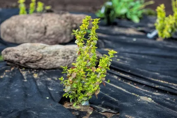 Best 180 m² Havefleece Ukrudtsbekæmpelsesstof Ukrudtsforing Mulchforing Mulchstof 150 g 1,2 m vægt. Haveduge