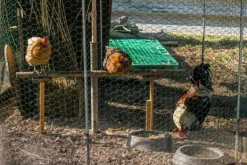 Hot 20 m Sekskantet net Kyllingehegn Kanin wire Kanin gitter Grøn Hare wire 50 cm Haveduge
