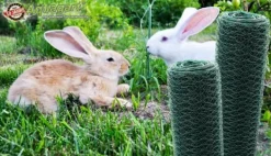 Hot 20 m Sekskantet net Kyllingehegn Kanin wire Kanin gitter Grøn Hare wire 50 cm Haveduge