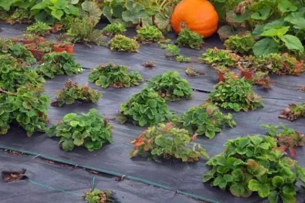 180 m² Ukrudtsbekæmpelsesmembran Ukrudtsforing Mulch liner 100 g 2 m bred Haveduge