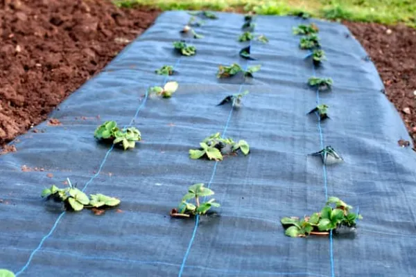 Hot 136 m² Ukrudtsbekæmpelsesmembran Ukrudtsforing Mulch liner 100 g 2 m bred Haveduge
