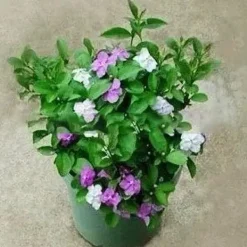 Online 10 st Jasminfrön Fängslande Brunfelsia Latifolia frön krukväxt för trädgårdsgården Krukkeplanter Indendørs