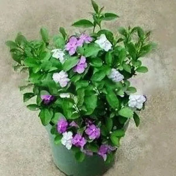 Online 10 st Jasminfrön Fängslande Brunfelsia Latifolia frön krukväxt för trädgårdsgården Krukkeplanter Indendørs