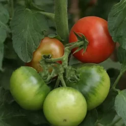 Hot 100 st läckra tomatfrön Produktiva grönsaksträdgårdsfrön för plantering utomhus Frø