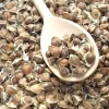 Outlet 110 x Moringa Oleifera Seeds hand Selected Finest Immune Quality NON-GMO Herb Frø