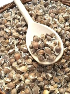 Outlet 110 x Moringa Oleifera Seeds hand Selected Finest Immune Quality NON-GMO Herb Frø