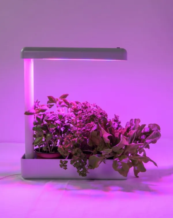 Krukkeplanter Indendørs^Airam Herby -kasvivalaisin, 10W/840, 650 lm, valkoinen
