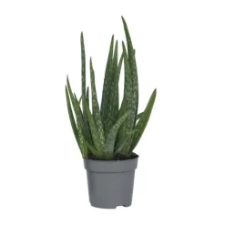 Krukkeplanter Indendørs^Aloe vera - Aloe barbadensis - Højde 25-40cm - Pot 10,5cm