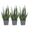 Krukkeplanter Indendørs^Aloe vera - Sæt med 3 - Aloe barbadensis - Højde 25-40cm - ⌀11cm