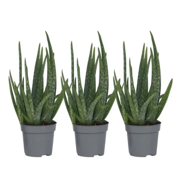 Krukkeplanter Indendørs^Aloe vera - Sæt med 3 - Aloe barbadensis - Højde 25-40cm - ⌀11cm