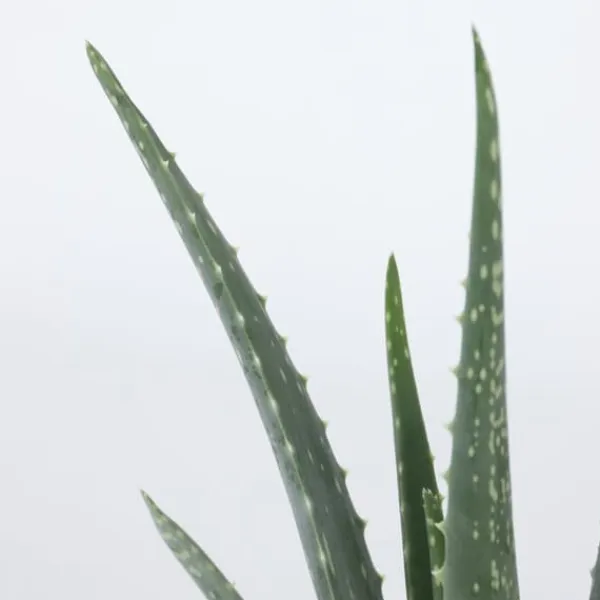 Krukkeplanter Indendørs^Aloe vera - Sæt med 3 - Aloe barbadensis - Højde 25-40cm - ⌀11cm