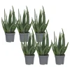 Krukkeplanter Indendørs^Aloe vera - Sæt med 6 - Aloe barbadensis - Højde 25-40cm - ⌀11cm