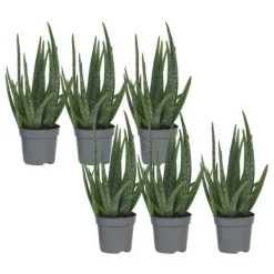 Krukkeplanter Indendørs^Aloe vera - Sæt med 6 - Aloe barbadensis - Højde 25-40cm - ⌀11cm