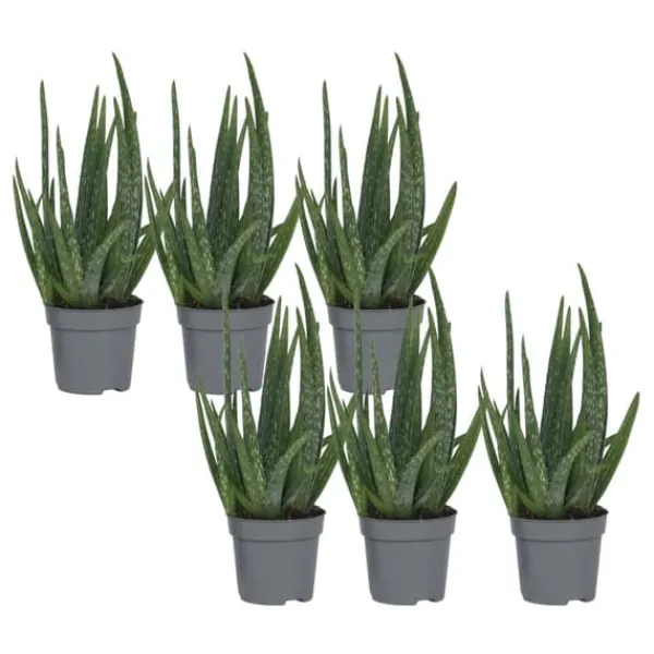 Krukkeplanter Indendørs^Aloe vera - Sæt med 6 - Aloe barbadensis - Højde 25-40cm - ⌀11cm