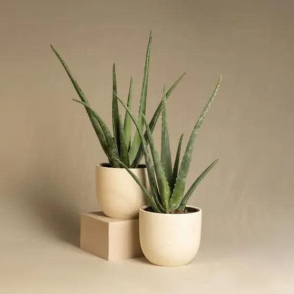Krukkeplanter Indendørs^Aloe vera - Sæt med 6 - Aloe barbadensis - Højde 25-40cm - ⌀11cm