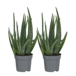 Krukkeplanter Indendørs^Aloe vera - Sæt med 2 - Aloe barbadensis - Højde 25-40cm - ⌀11cm