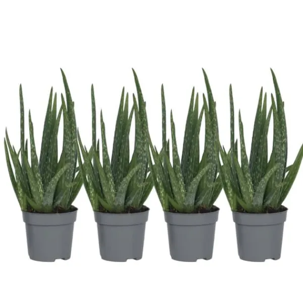 Sale Aloe vera - Sæt med 4 - Aloe barbadensis - Højde 25-40cm - ⌀11cm Krukkeplanter Indendørs