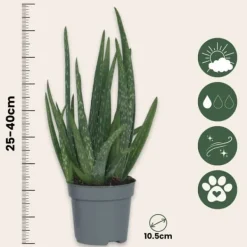 Sale Aloe vera - Sæt med 4 - Aloe barbadensis - Højde 25-40cm - ⌀11cm Krukkeplanter Indendørs