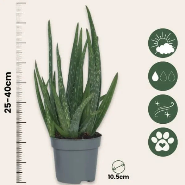 Sale Aloe vera - Sæt med 4 - Aloe barbadensis - Højde 25-40cm - ⌀11cm Krukkeplanter Indendørs
