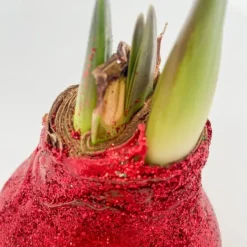 Discount Amaryllis - Hippeastrum 'Glitter Duo' - Rød og grøn Frø