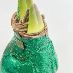 Discount Amaryllis - Hippeastrum 'Glitter Duo' - Rød og grøn Frø