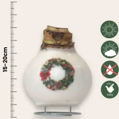 Frø^Amaryllis - Hippeastrum 'Porcelæn Vokskrans'