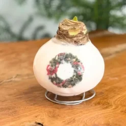 Frø^Amaryllis - Hippeastrum 'Porcelæn Vokskrans'