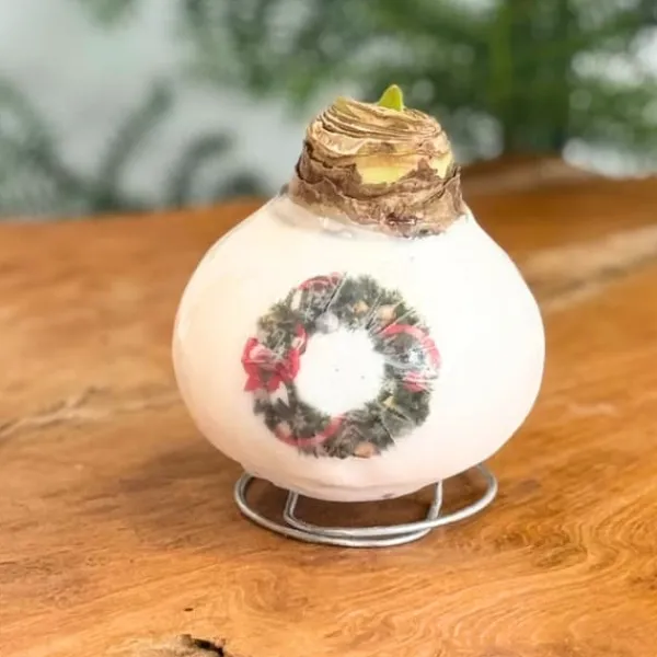 Frø^Amaryllis - Hippeastrum 'Porcelæn Vokskrans'