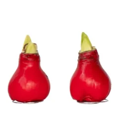Frø^Amaryllis - Hippeastrum 'Wax Red' - Løg - Røde blomster