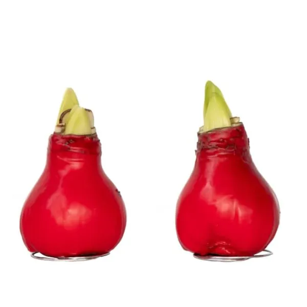 Frø^Amaryllis - Hippeastrum 'Wax Red' - Løg - Røde blomster