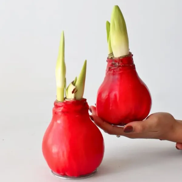 Frø^Amaryllis - Hippeastrum 'Wax Red' - Løg - Røde blomster