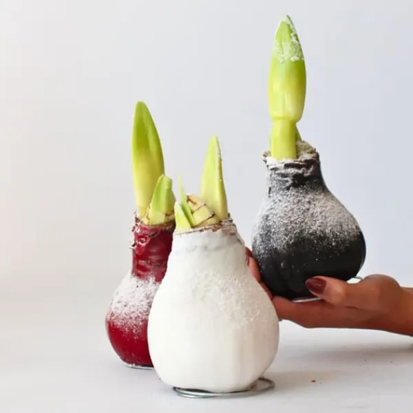 Outlet Amaryllis - Hippeastrum 'Wax Snow White' - Løg - Røde blomster Frø