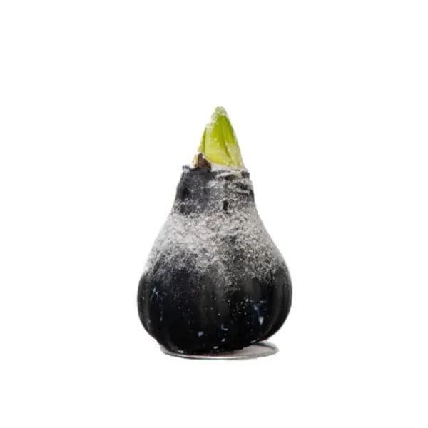 Online Amaryllis - Hippeastrum 'Wax Snow Black' - Løg - Røde blomster Frø