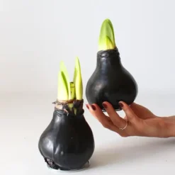 Frø^Amaryllis - Hippeastrum 'Wax Black' - Løg - Røde blomster