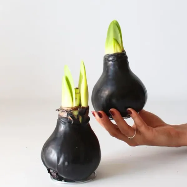 Frø^Amaryllis - Hippeastrum 'Wax Black' - Løg - Røde blomster