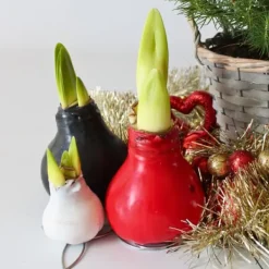 Frø^Amaryllis - Hippeastrum 'Wax Black' - Løg - Røde blomster