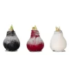 Sale Amaryllis - Hippeastrum 'Wax Snow Mix' - Løg - Røde blomster Frø