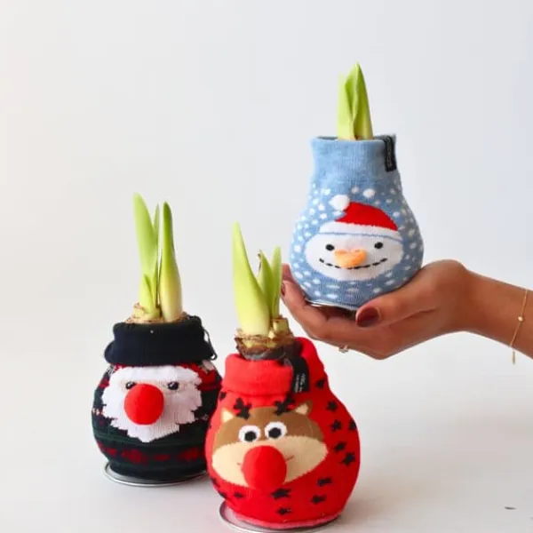 New Amaryllis - Sæt med 3 - Hippeastrum 'Xmas Sweater Mix' - Kugle Krukkeplanter Indendørs